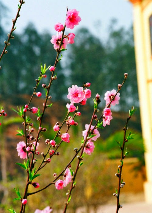 Thơ tình của&nbsp;lính