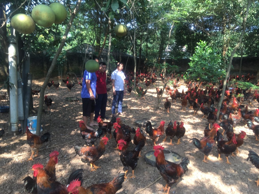 Hiệp Hoà: Ra mắt Chi hội Nông dân nghề nghiệp nuôi gà thương phẩm theo hướng an&nbsp;toàn