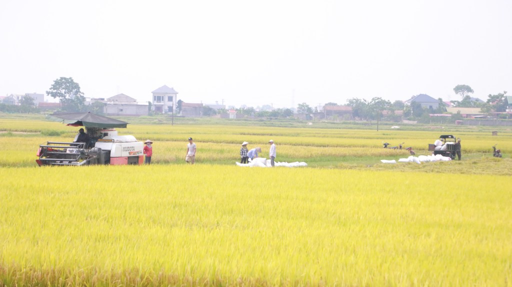 Hiệp Hòa: Tập trung chỉ đạo sản xuất nông nghiệp, hạn chế thiệt hại do ảnh hưởng của hoàn lưu bão số&nbsp;3