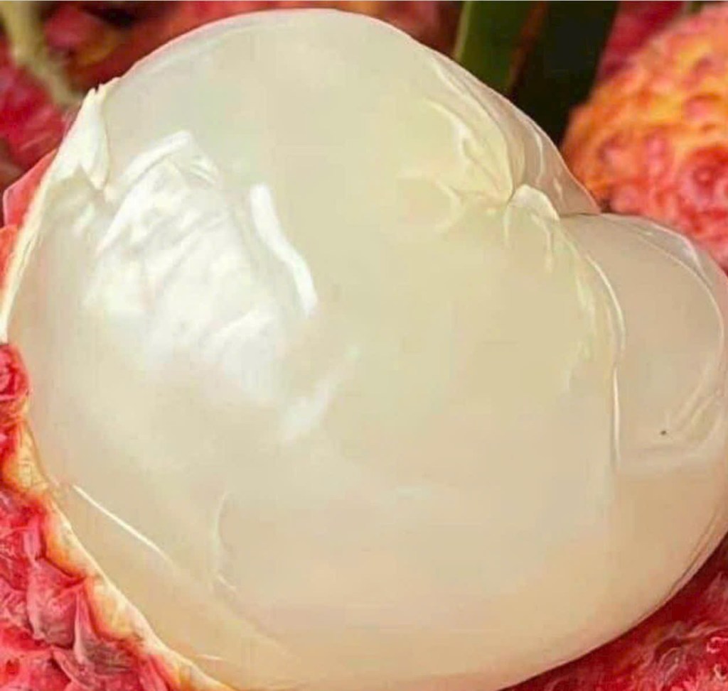 Vải trứng Hưng Yên – Niềm tự hảo của người dân xứ nhãn (Bút&nbsp;ký)