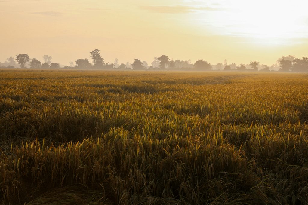 Kí ức về con đường đến trường của chúng tôi ngày ấy…(Hồi&nbsp;ức)