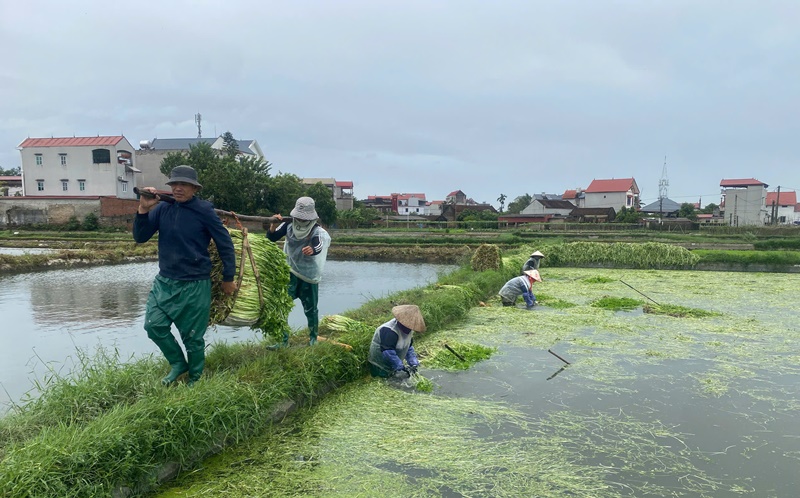 Rau cần Hoàng Vân hối hả mùa thu&nbsp;hoạch