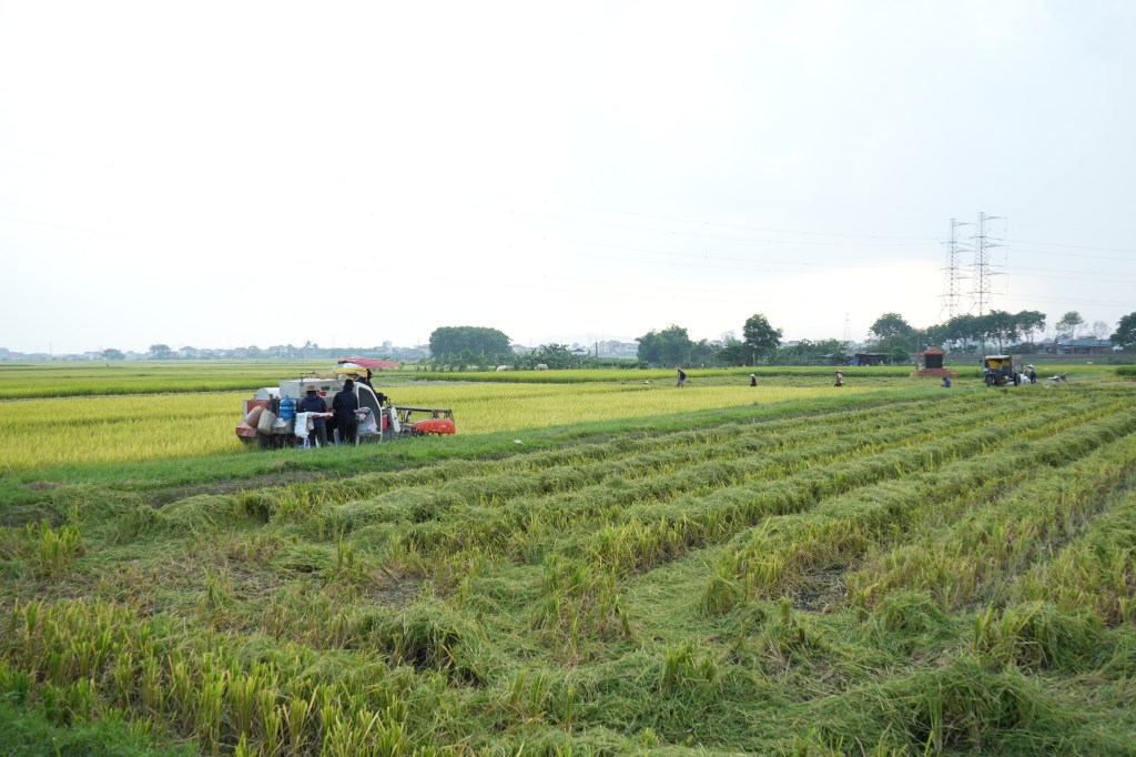 Hướng dẫn vệ sinh đồng ruộng, xử lý tàn dư cây trồng và phòng trừ sâu bệnh phục vụ sản xuất vụ Mùa năm 2026